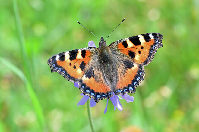 Fuchs im Garten
