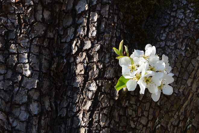 Blüte am Stamm