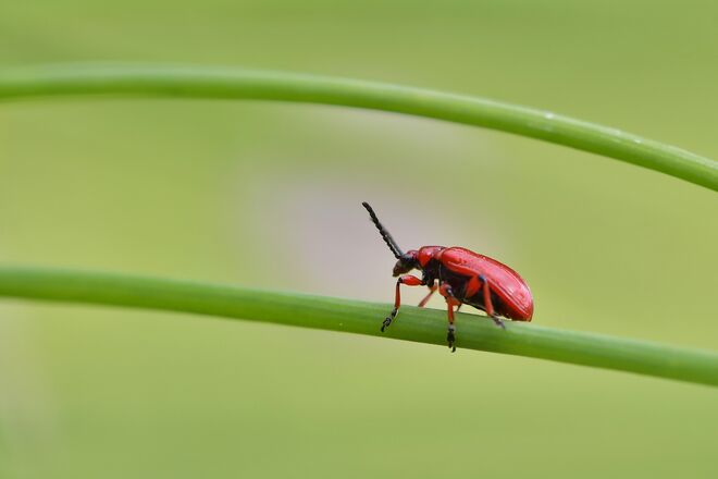 Das rote Lilienhähnchen ...