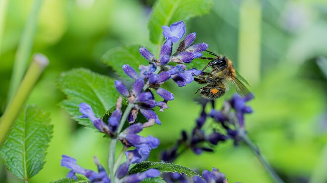 Ackerhummel