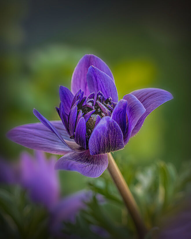 Anemone