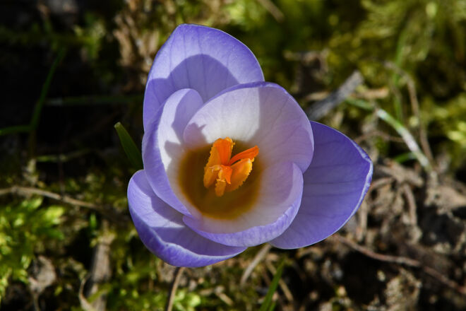 Frühling im Garten 3