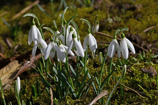 Frühling im Garten 1