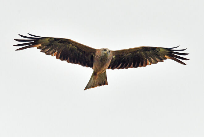 Windbraut