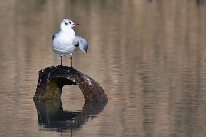 In Pose werfen