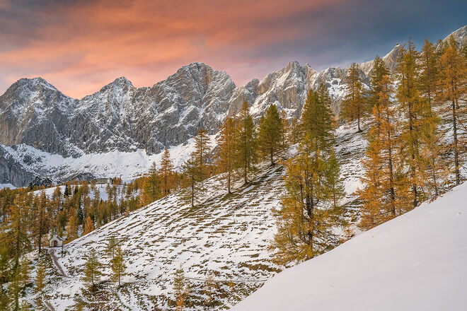 Abendlicht im Lärchenwald