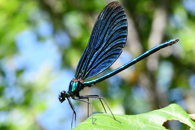 Fliegender Saphir