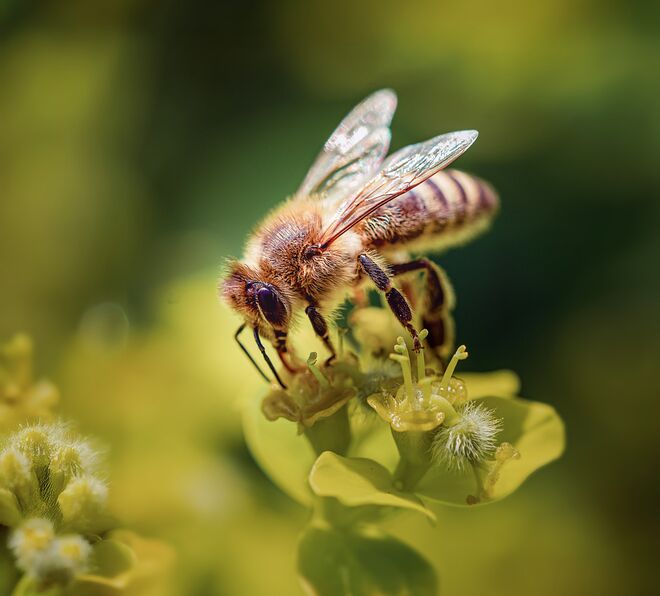 Fleissiges Bienchen