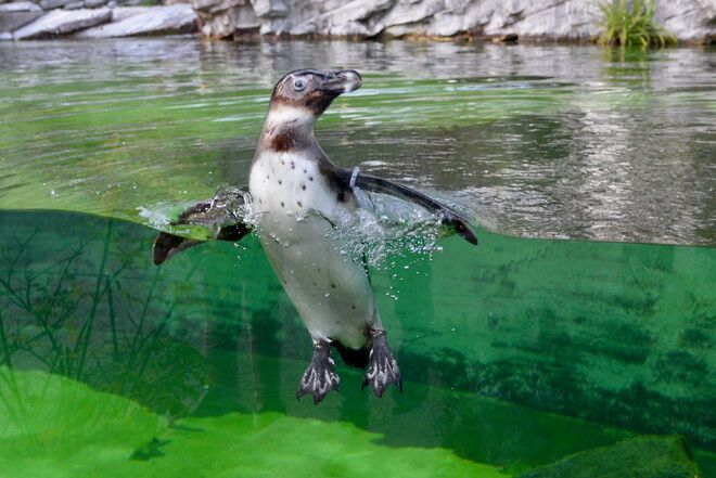 Splish Splash