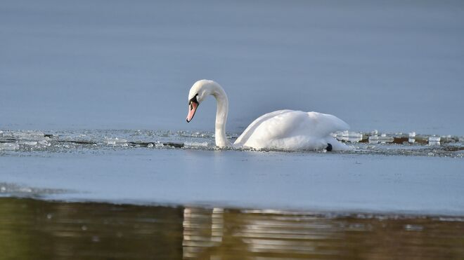 Tierischer Eisbrecher