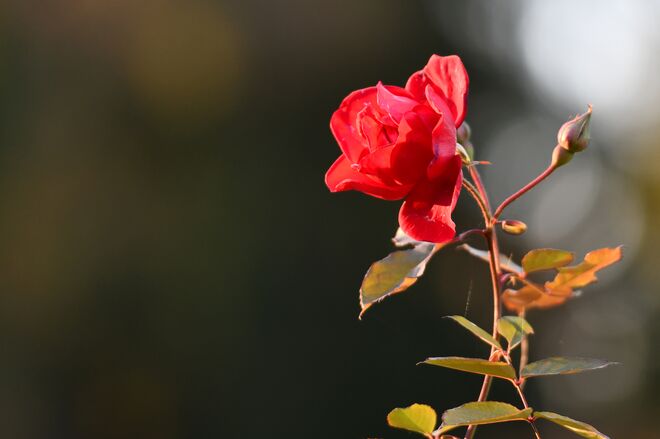 November-Rose
