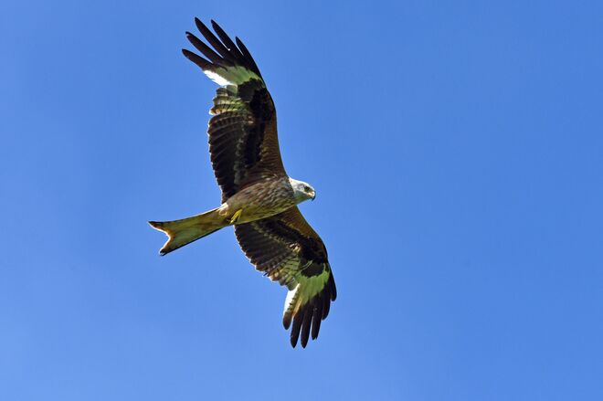 Spiel mit dem Aufwind