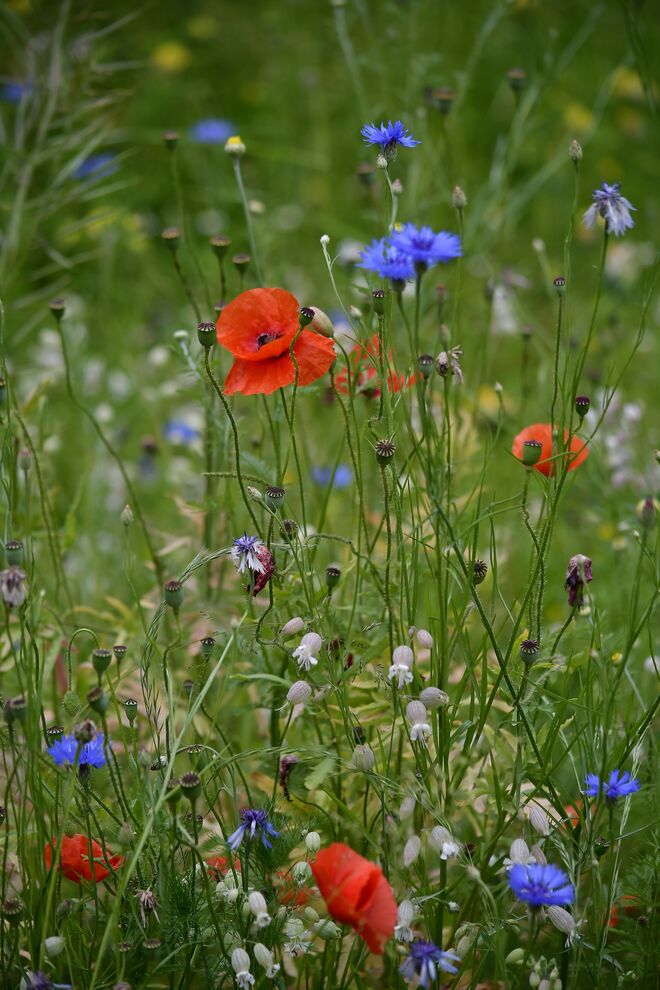 Bunte Wiesenmischung