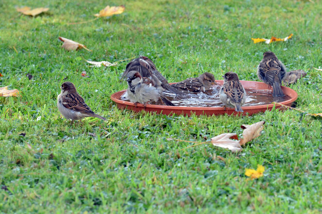 Herbstliches Badevergnügen