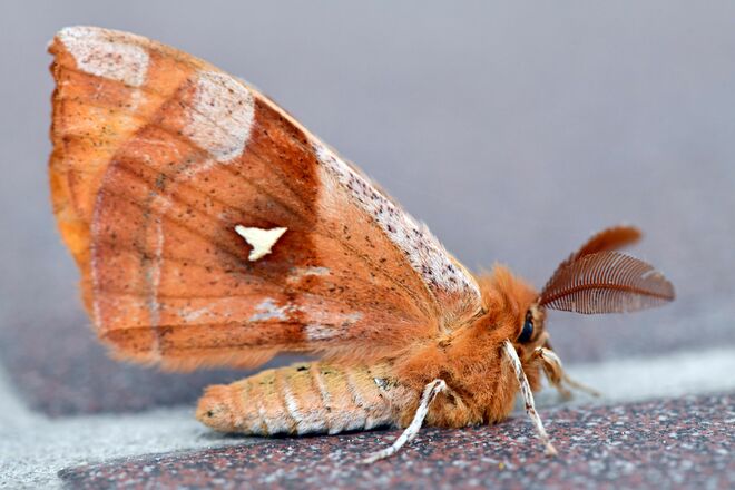 Besuch auf der Terrasse 2