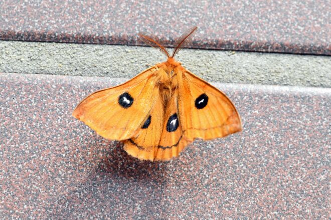 Besuch auf der Terrasse 1
