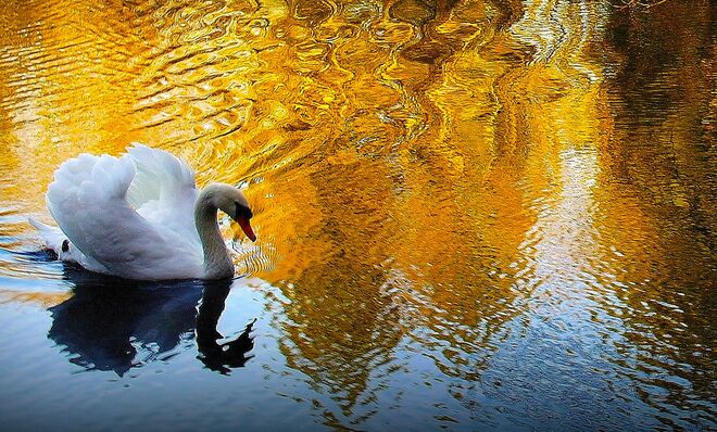 " IM HERBSTWASSER "