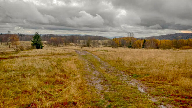 Die Wiese in warmen Farben