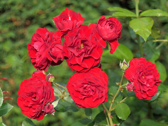 Alle Rosen wollen blühen