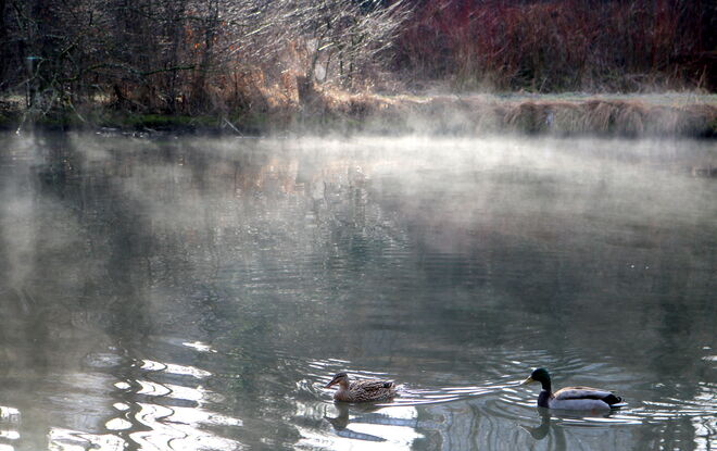 "ENTERL IM MORGENNEBEL"