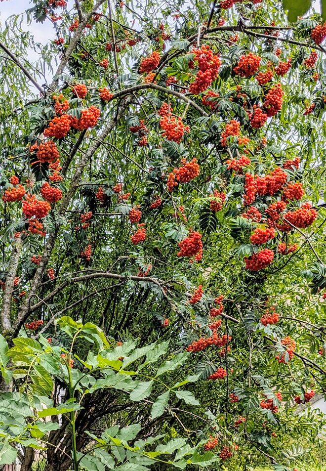 . . . die Feuerbeeren der Eberesche . . .