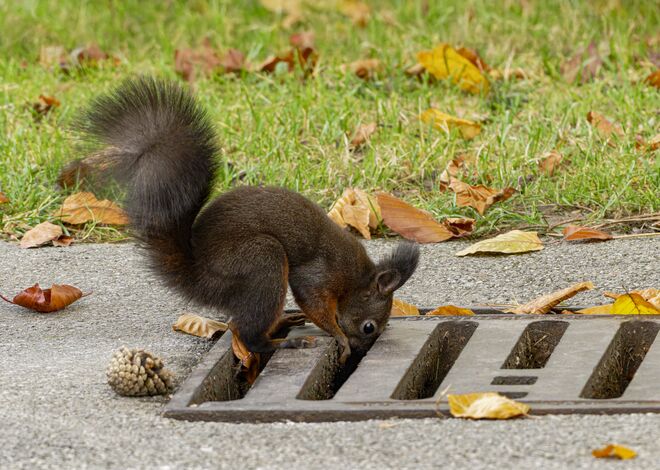 Wer hat meine Nuss hier reingeworfen?