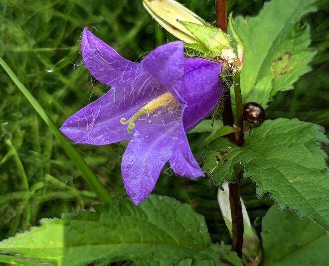 Einzelblüte mit Glanzpunkt . . .