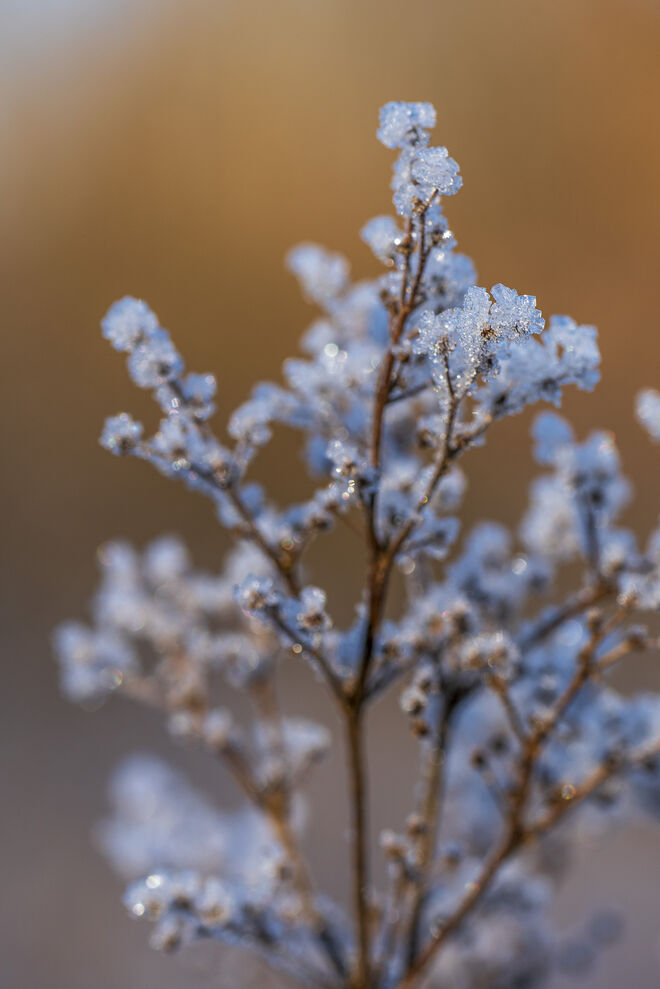 Eisblume