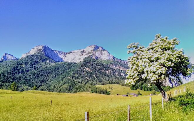 Sommer auf der Eisenauer Alm