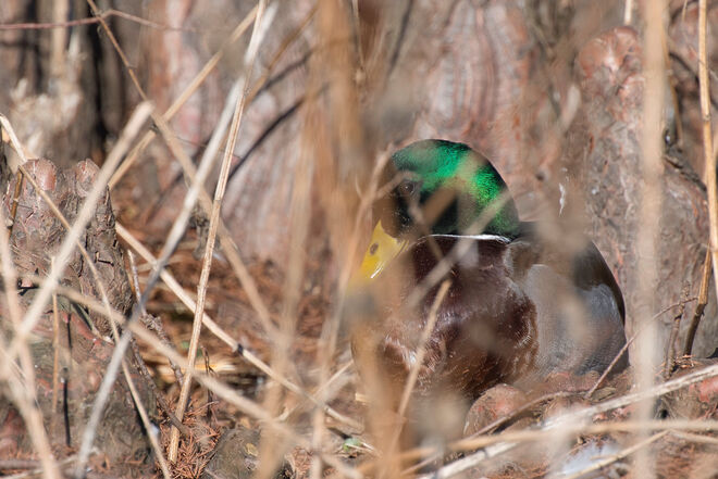 Verstecken spielen.