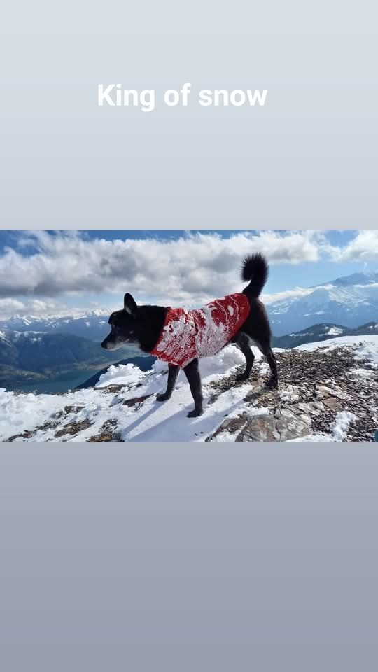 King of snow