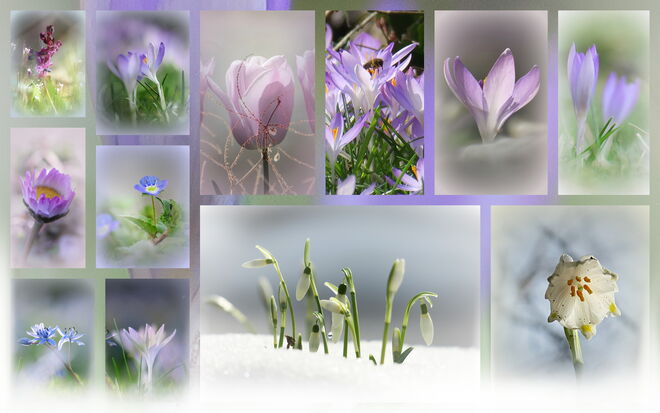 Der Frühling in pastell
