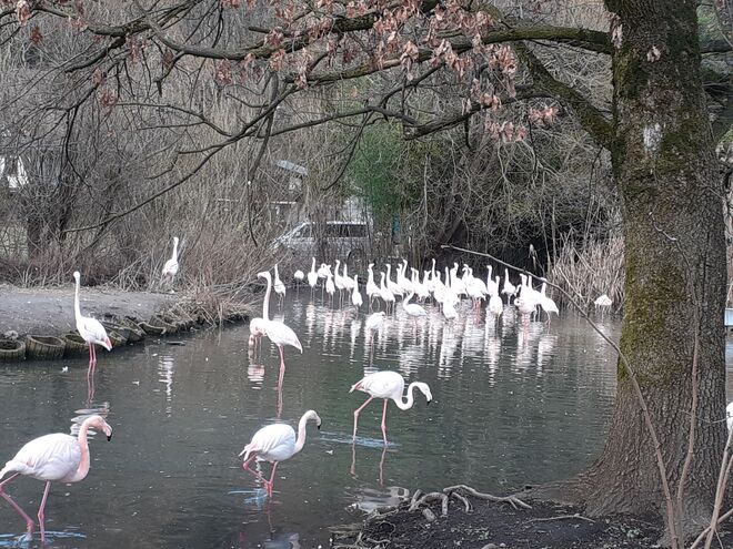 Flamingos
