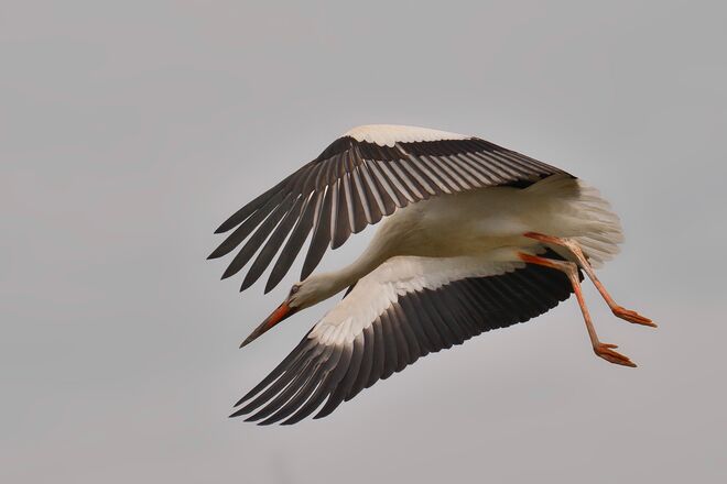 Toller Flugstil.