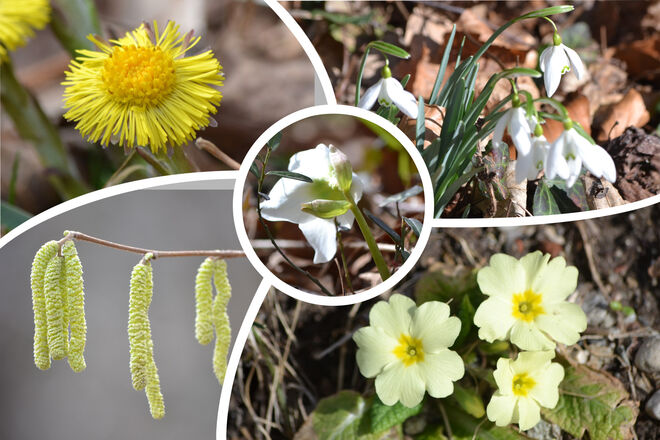 Frühlingsblumen