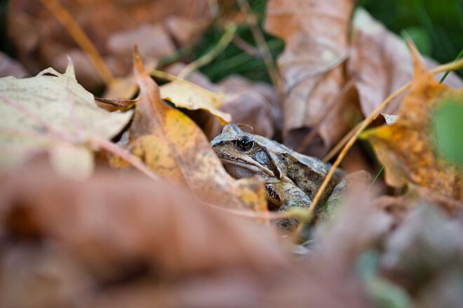 Grasfrosch oder Laubfrosch?