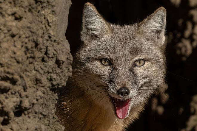 Fuchs im Zoo