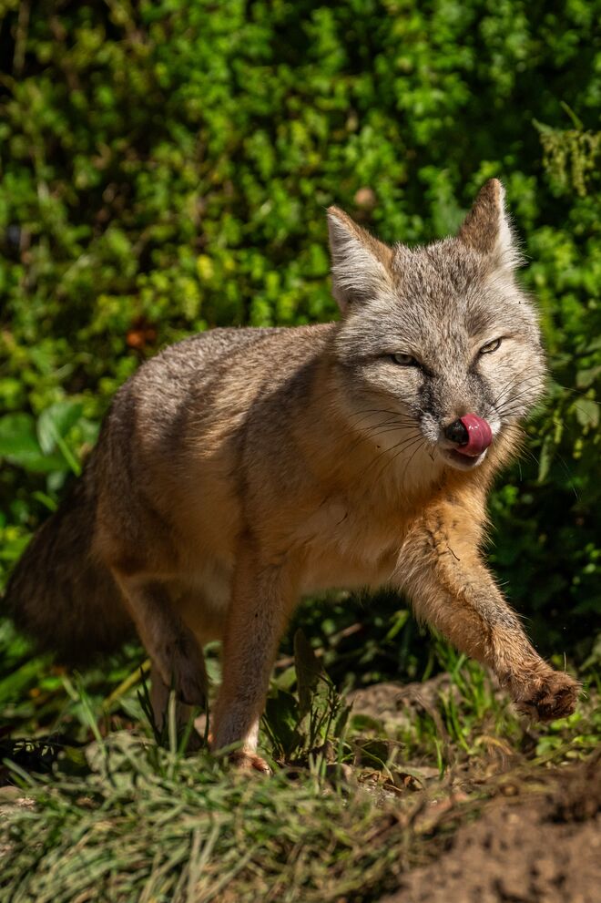 Fuchs