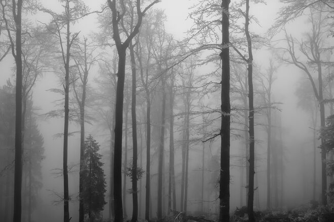 Nebelsuppe am Gaisberg 2