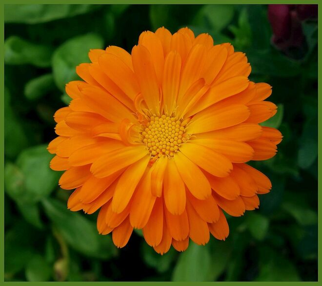 . . . Gartenbeetsonne . . .