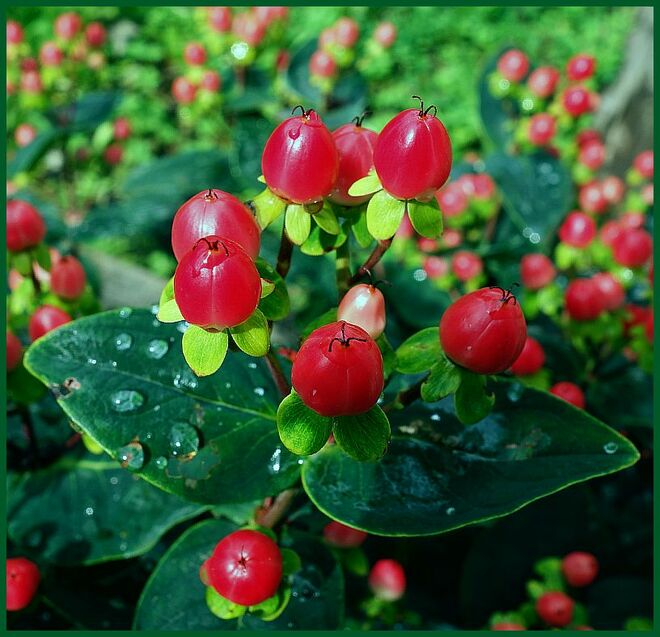 Gartenjohanniskraut auf gutem Boden