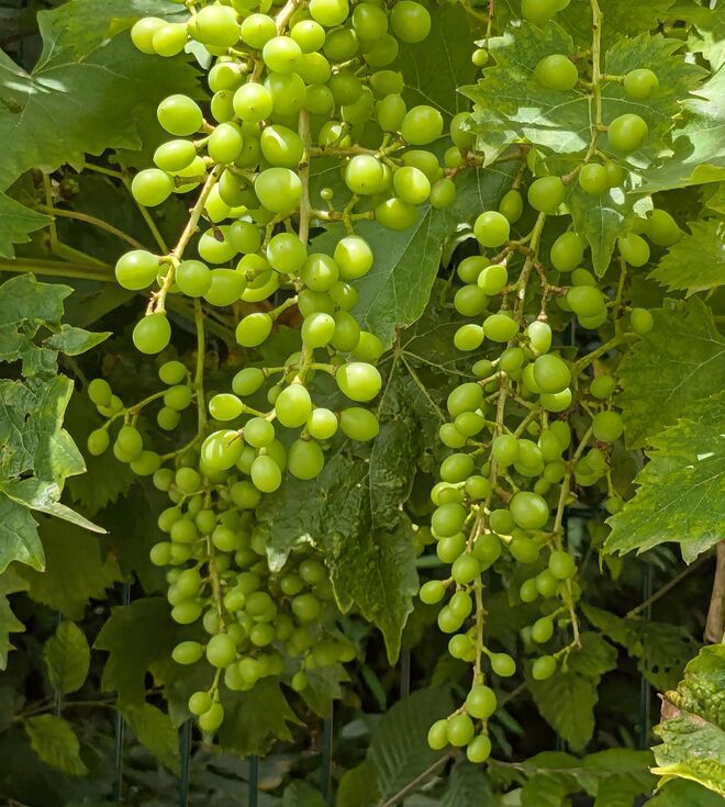 . . .  noch so klein oder schon so groß . . .