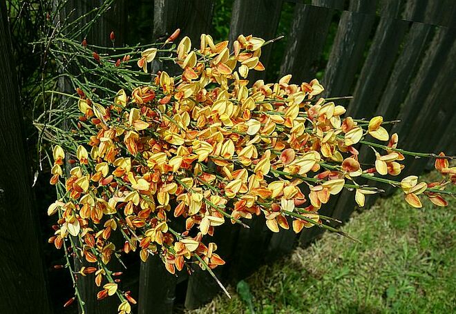 Ginstergold