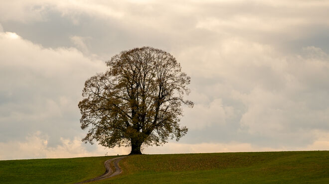Gschirrnlinde