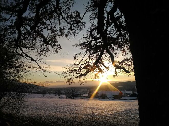 Sonnenuntergang bei der alten Eiche