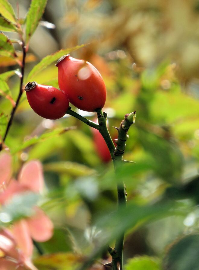 Und sie tanzten einen Tango