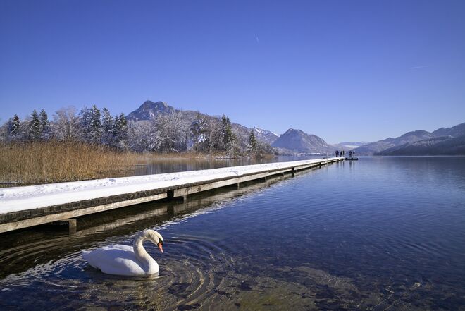 swan on the water