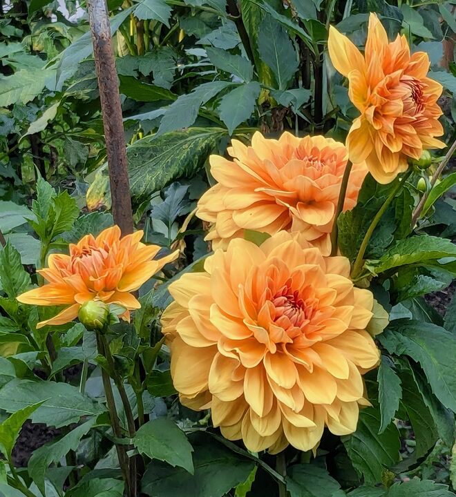 . . . sie schwören noch , dass Sommer ist . . .