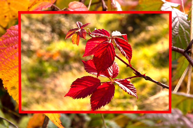 BildschönBrombeerblätter
