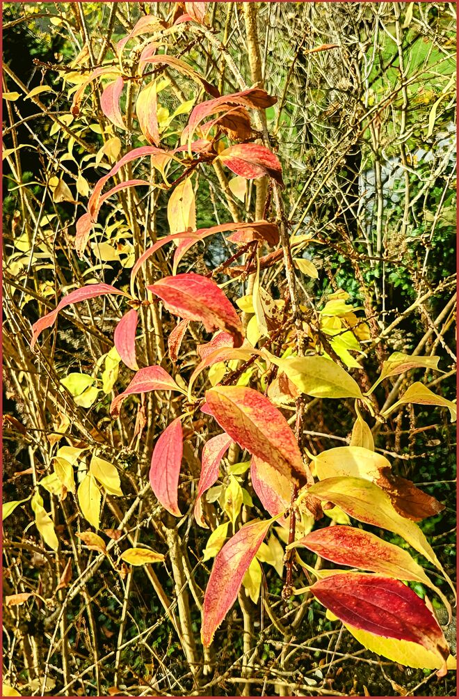 Herbstfärbung einer Forsythie . . . .
